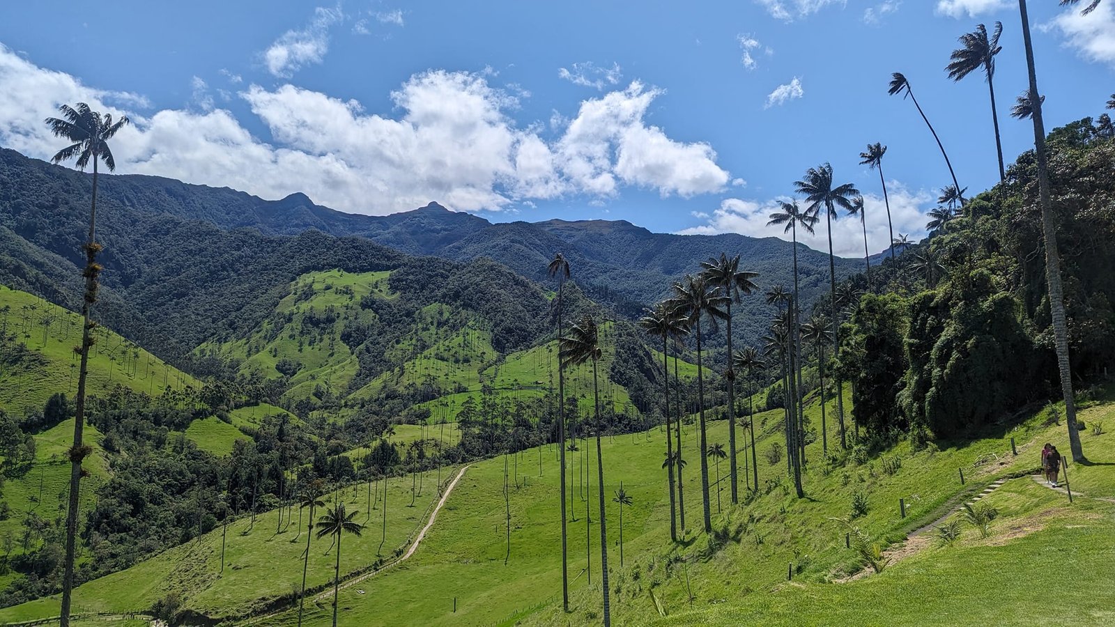 Valle de Cocora – zielona dolina w Andach z wysokimi palmami woskowymi na zboczach