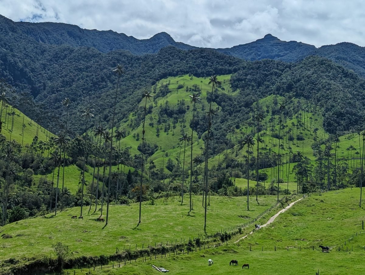 Panorama Valle de Cocora – łąki z palmami woskowymi u stóp zalesionych gór