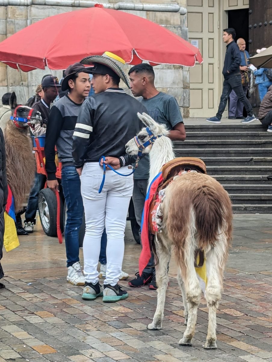 Lama w kolorowym siodle na Plaza de Bolívar w Bogocie, przy schodach katedry
