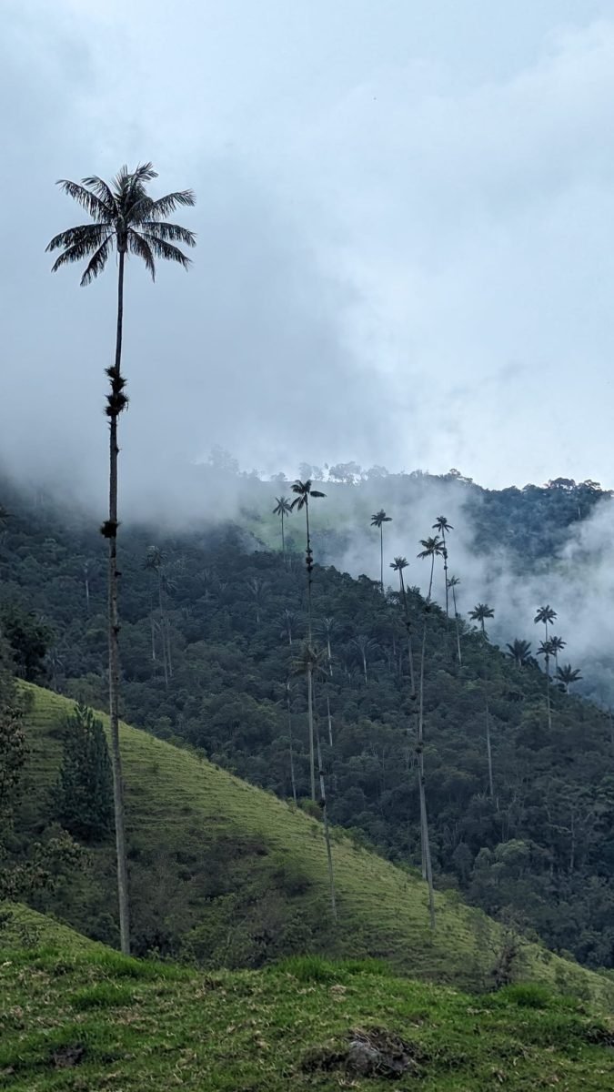 Samotna palma woskowa na zboczu w Valle de Cocora, w tle wzgórza we mgle