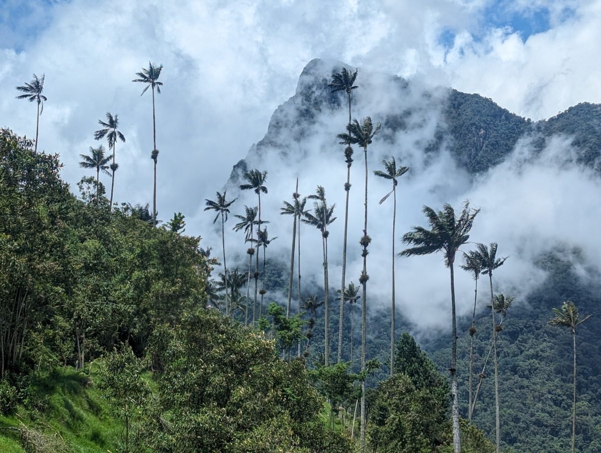 Palmy woskowe na tle gór spowitych chmurami w Valle de Cocora