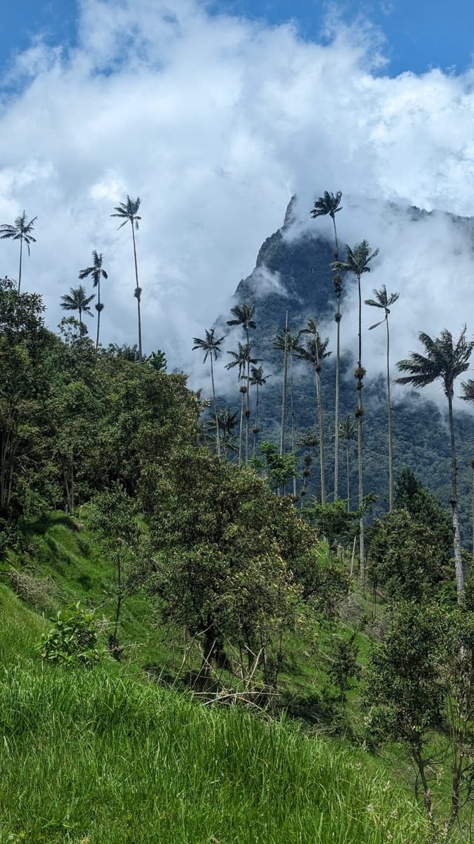 Kępa palm woskowych i skaliste szczyty w chmurach nad Valle de Cocora