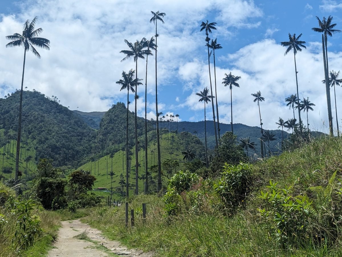 Szlak w Valle de Cocora – ścieżka wśród traw i palm woskowych sięgających nieba