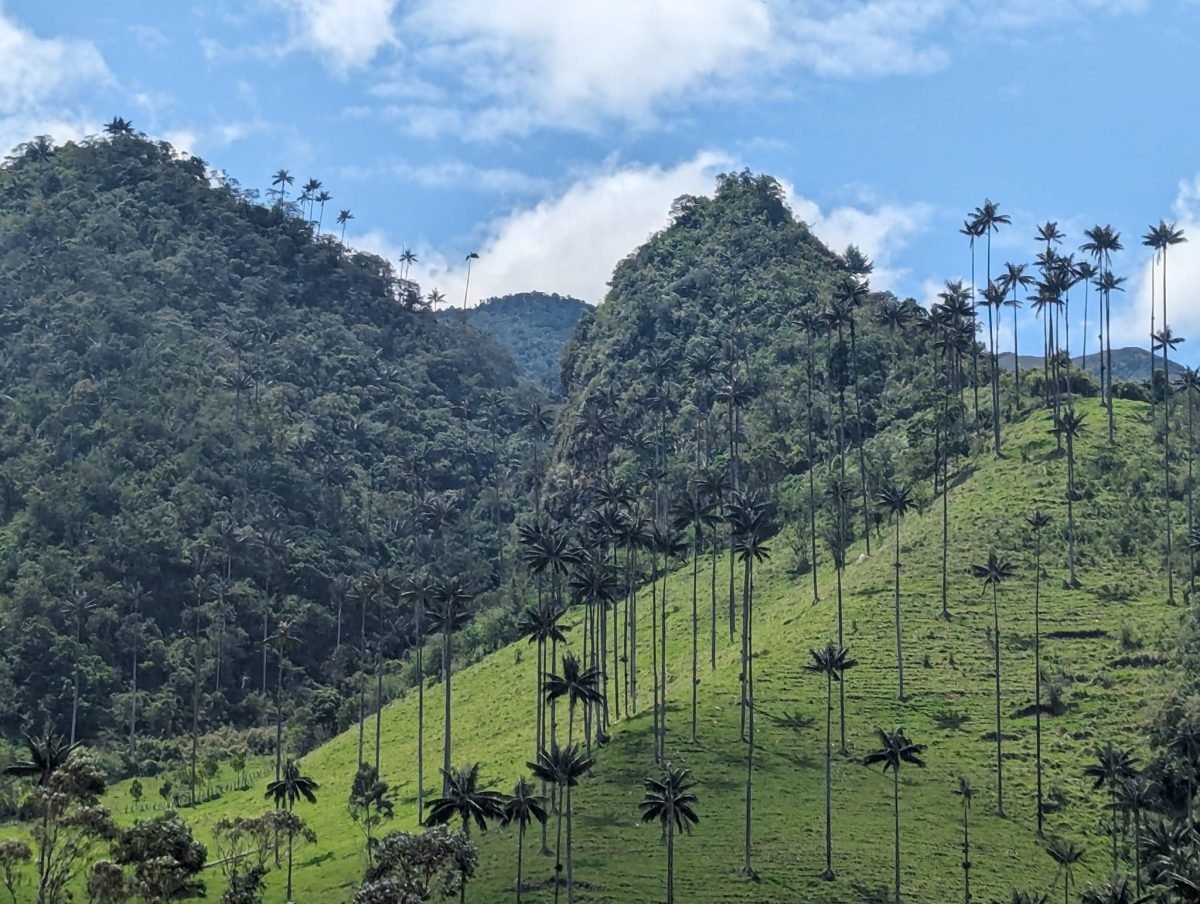 Strome zielone wzgórze porośnięte palmami woskowymi w Valle de Cocora
