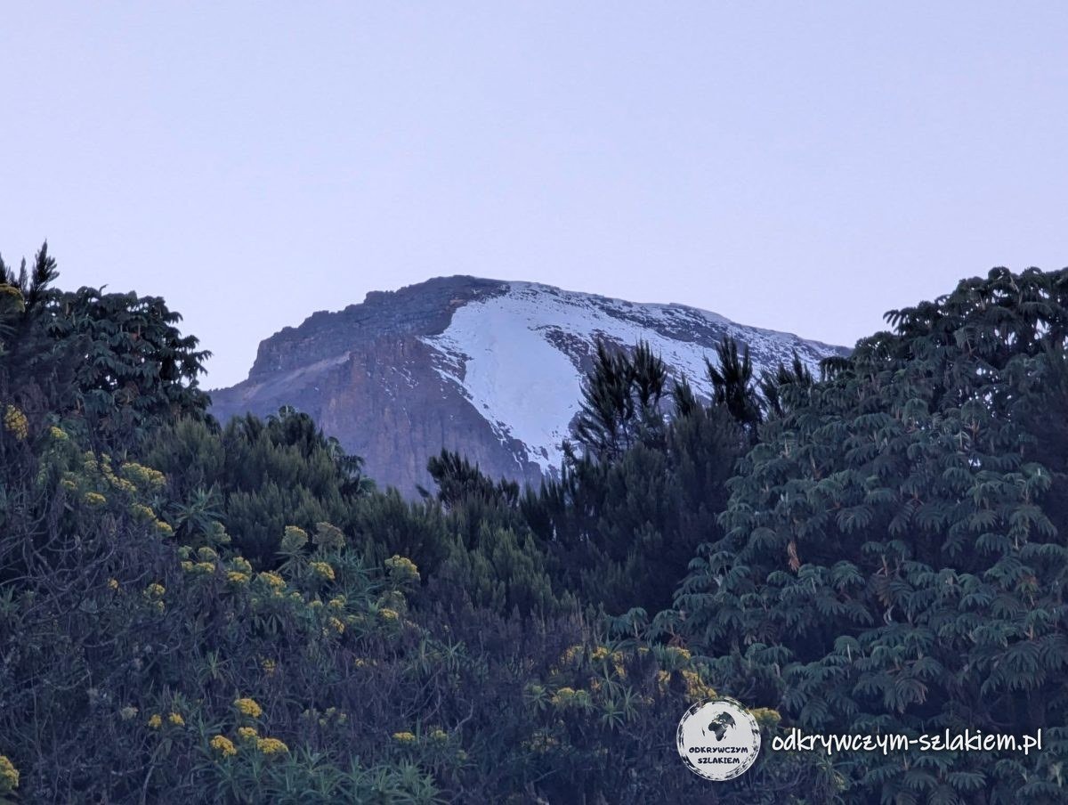 Ośnieżony wierzchołek Kibo widoczny rano znad zarośli tuż za Machame Camp
