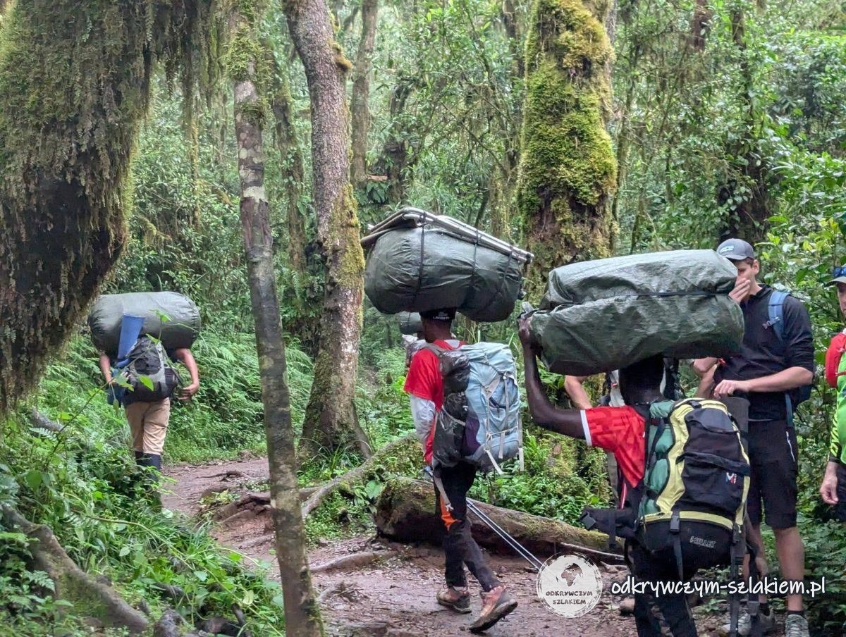 Tragarze niosący worki na głowach przez las deszczowy na trasie Machame