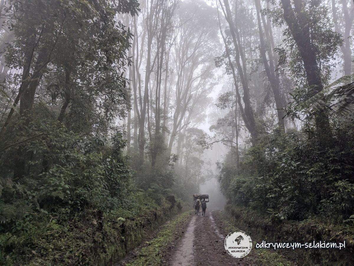 Droga przez las we mgle i deszczu przed Mweka Gate