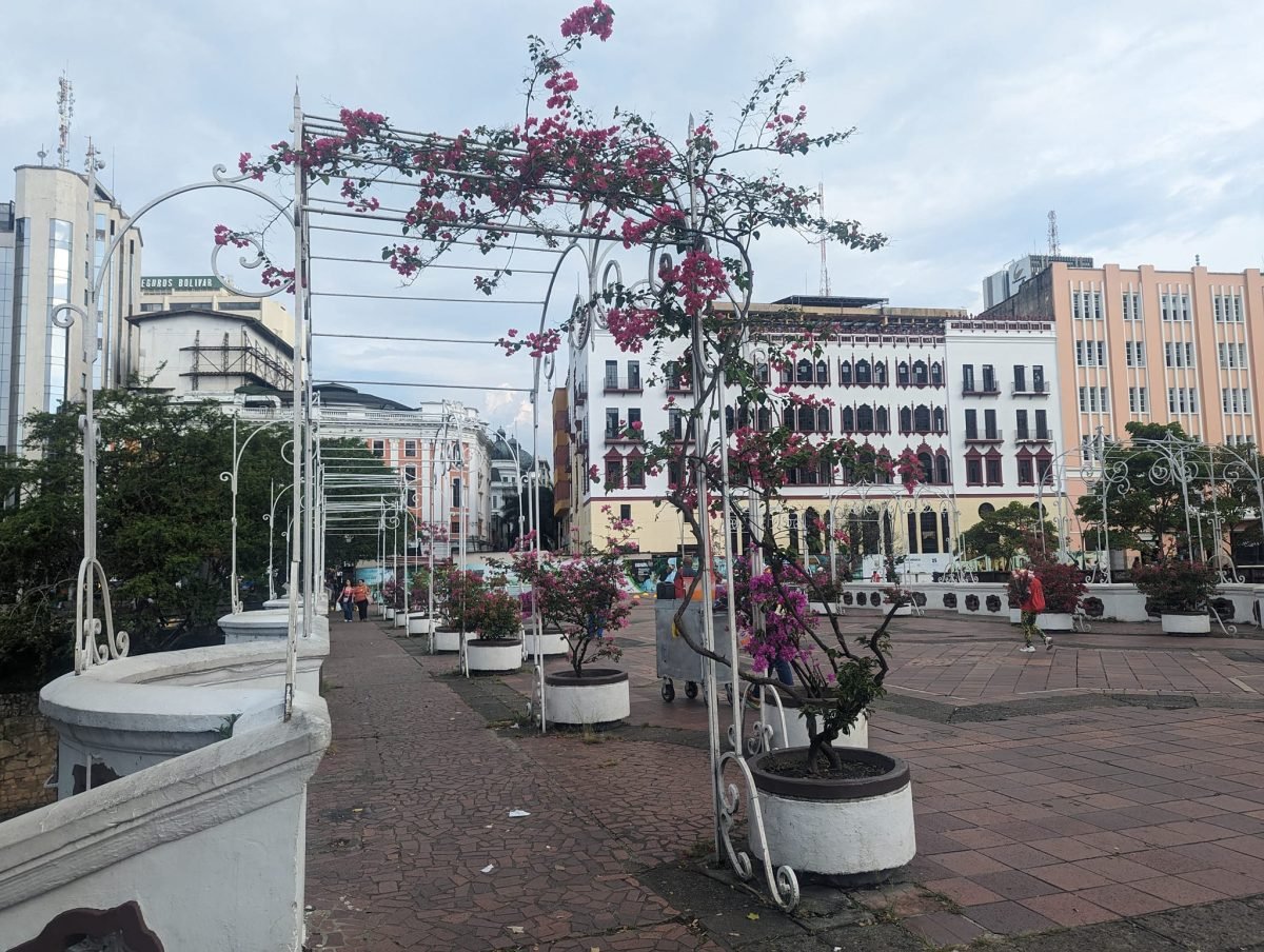 Pergola z kwitnącą bugenwillą na placu w Cali