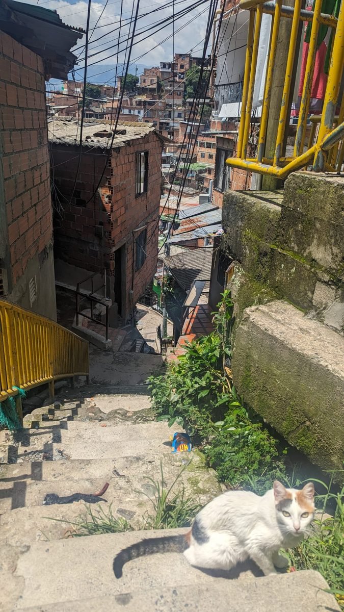 Kot na schodach między domami w Comuna 13