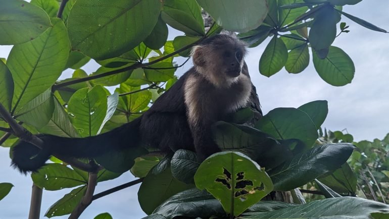 Kapucynka na drzewie w parku narodowym Cahuita