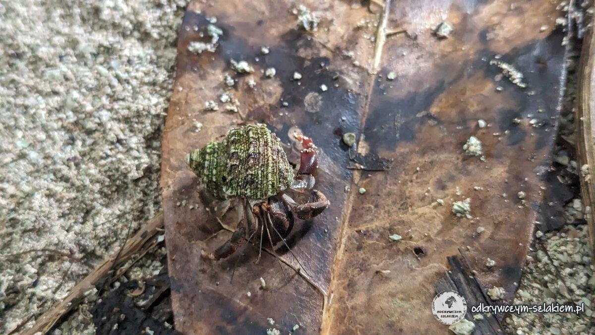 Krab pustelnik na liściu w Cahuicie