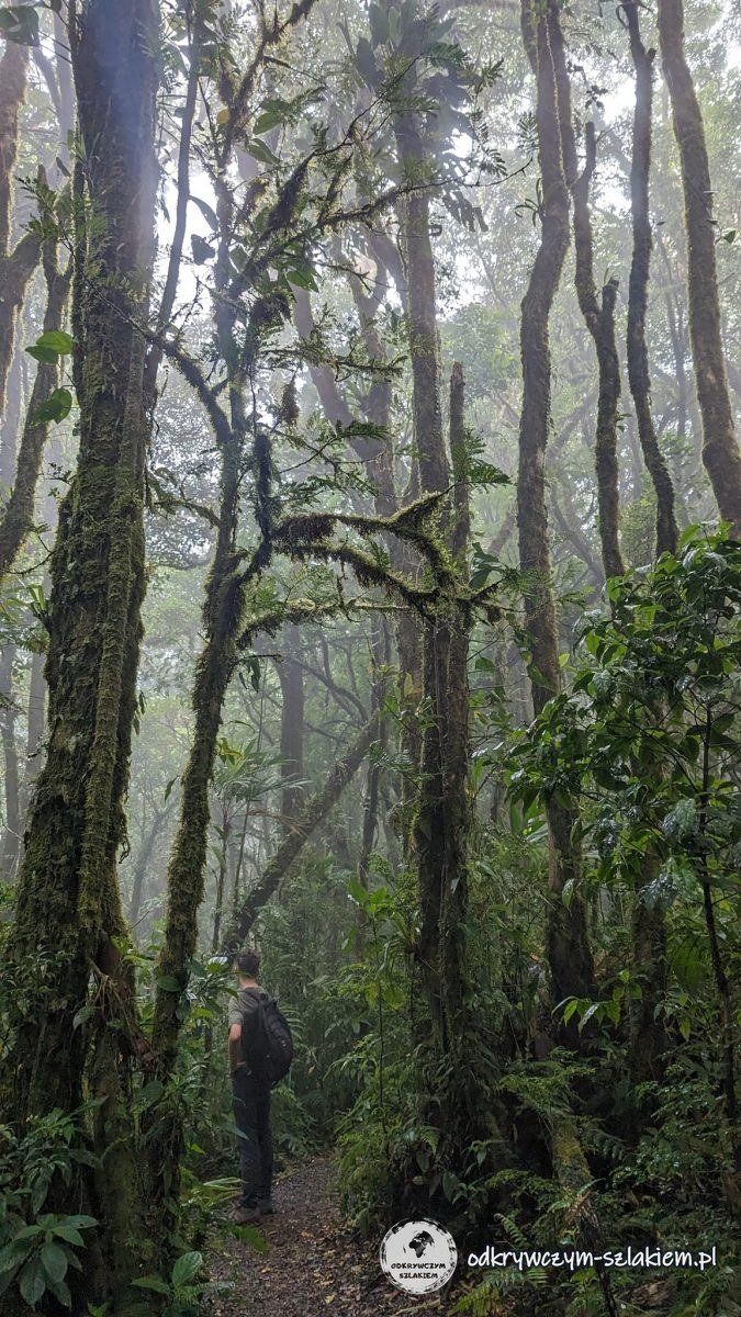 Las mglisty w rezerwacie Santa Elena koło Monteverde