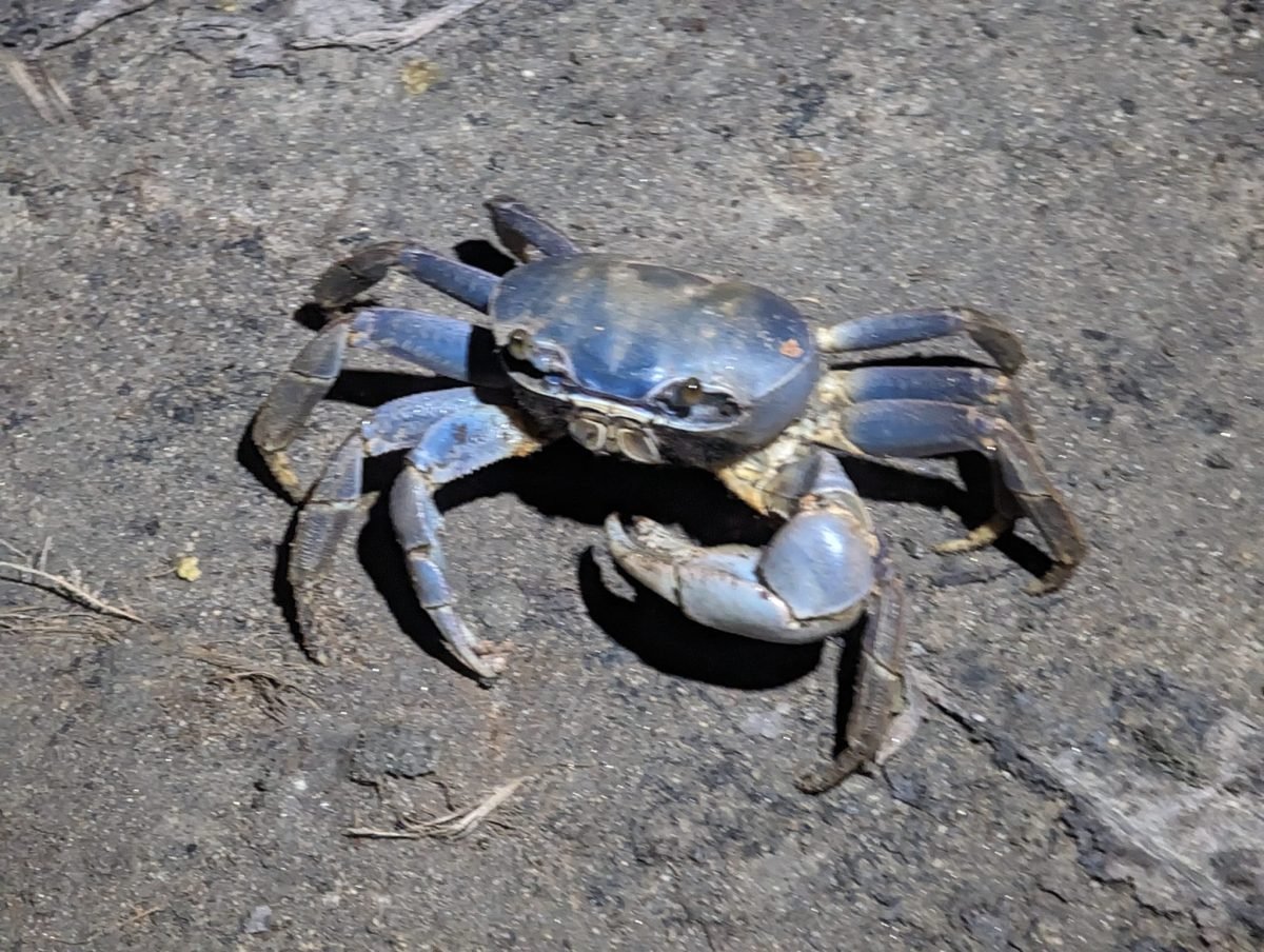 Niebieski krab na ścieżce po zmroku w parku Tayrona