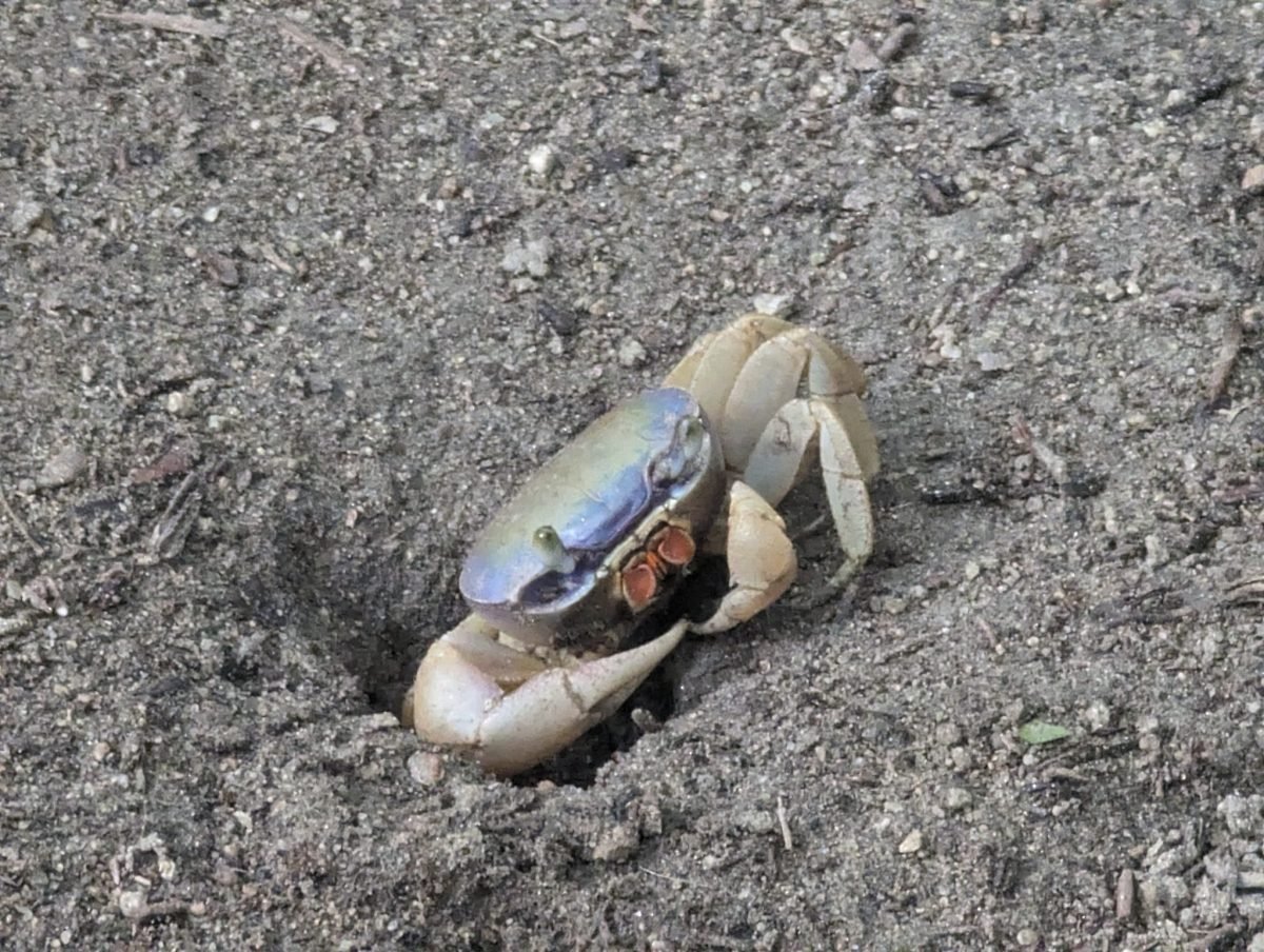 Krab wychodzący z norki w piasku w parku Tayrona