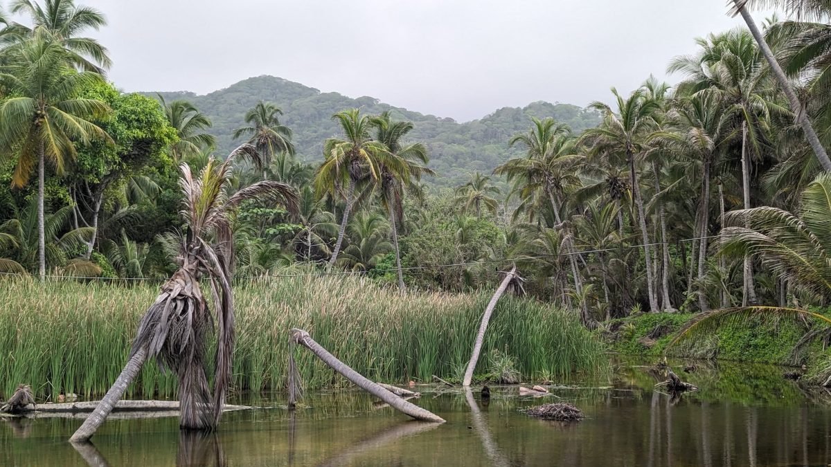 Laguna z palmami i trzcinami tuż za plażą w parku Tayrona