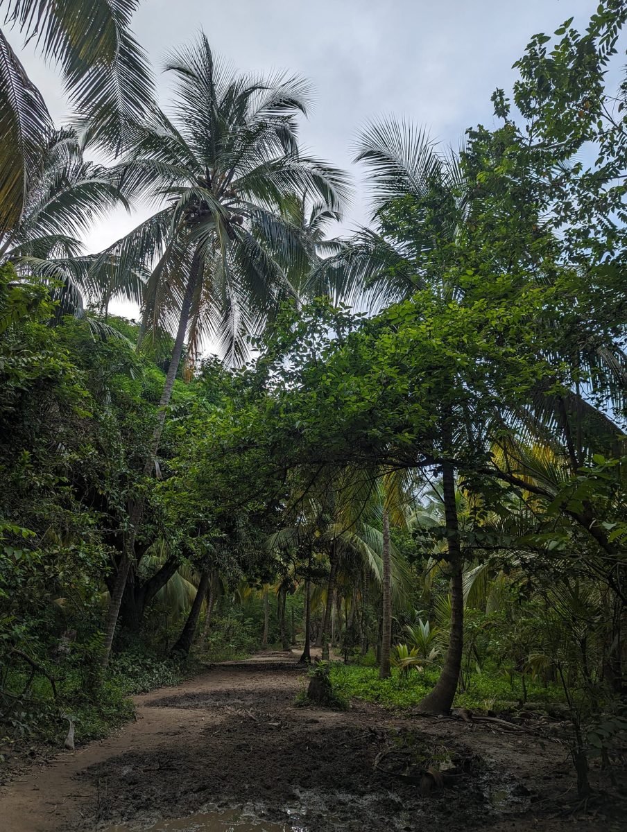 Leśna ścieżka wśród palm w Parku Narodowym Tayrona