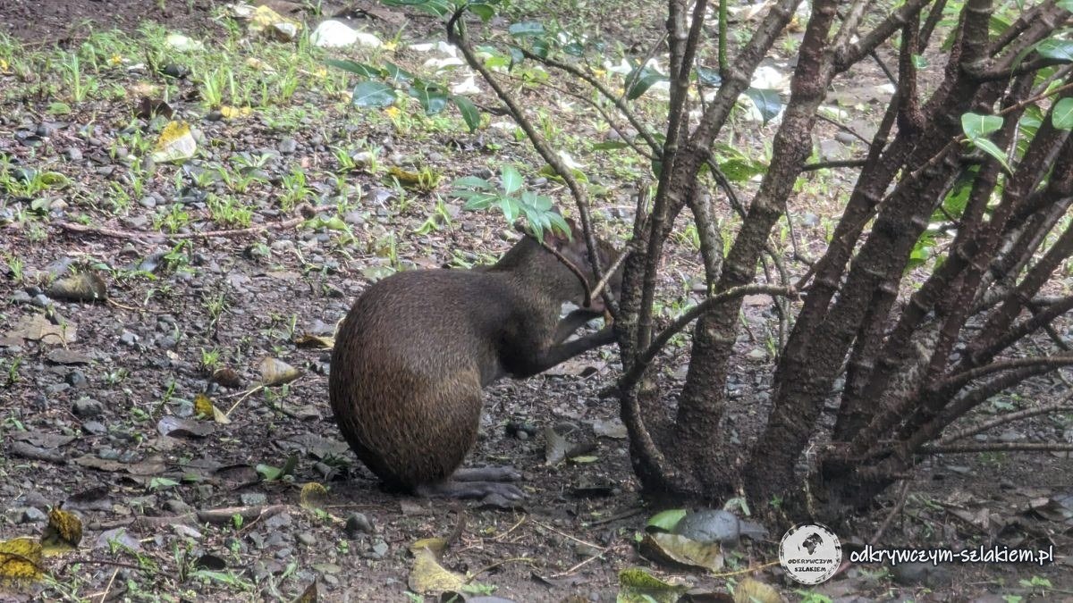 Aguti szukający jedzenia pod krzakiem w Cahuicie
