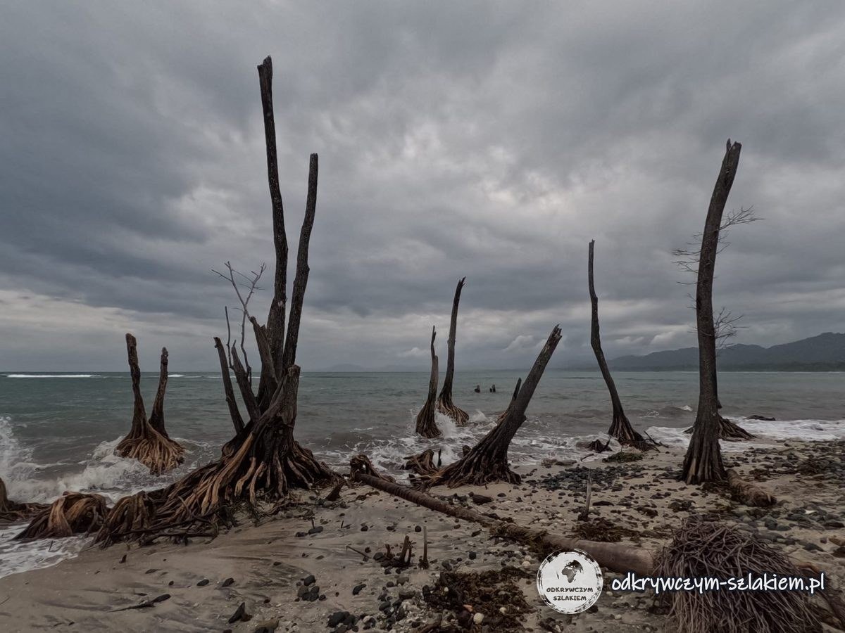 Martwe pnie drzew na plaży pod burzowym niebem w parku narodowym Cahuita