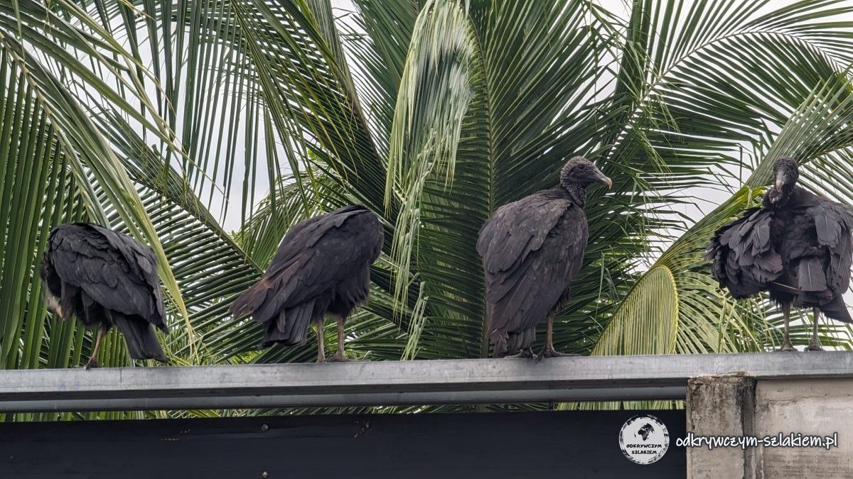Cztery sępniki czarne na ogrodzeniu wśród palm w Cahuicie