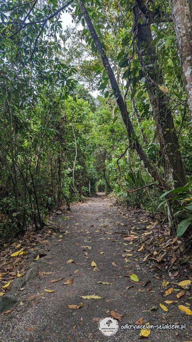 Szeroka ścieżka wśród drzew na Bogarín Trail w La Fortunie