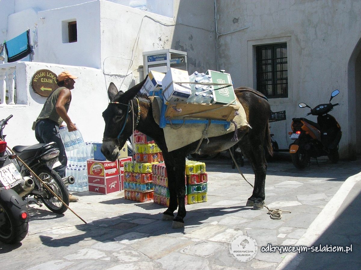 Juczny osioł przy uliczce na Santorini