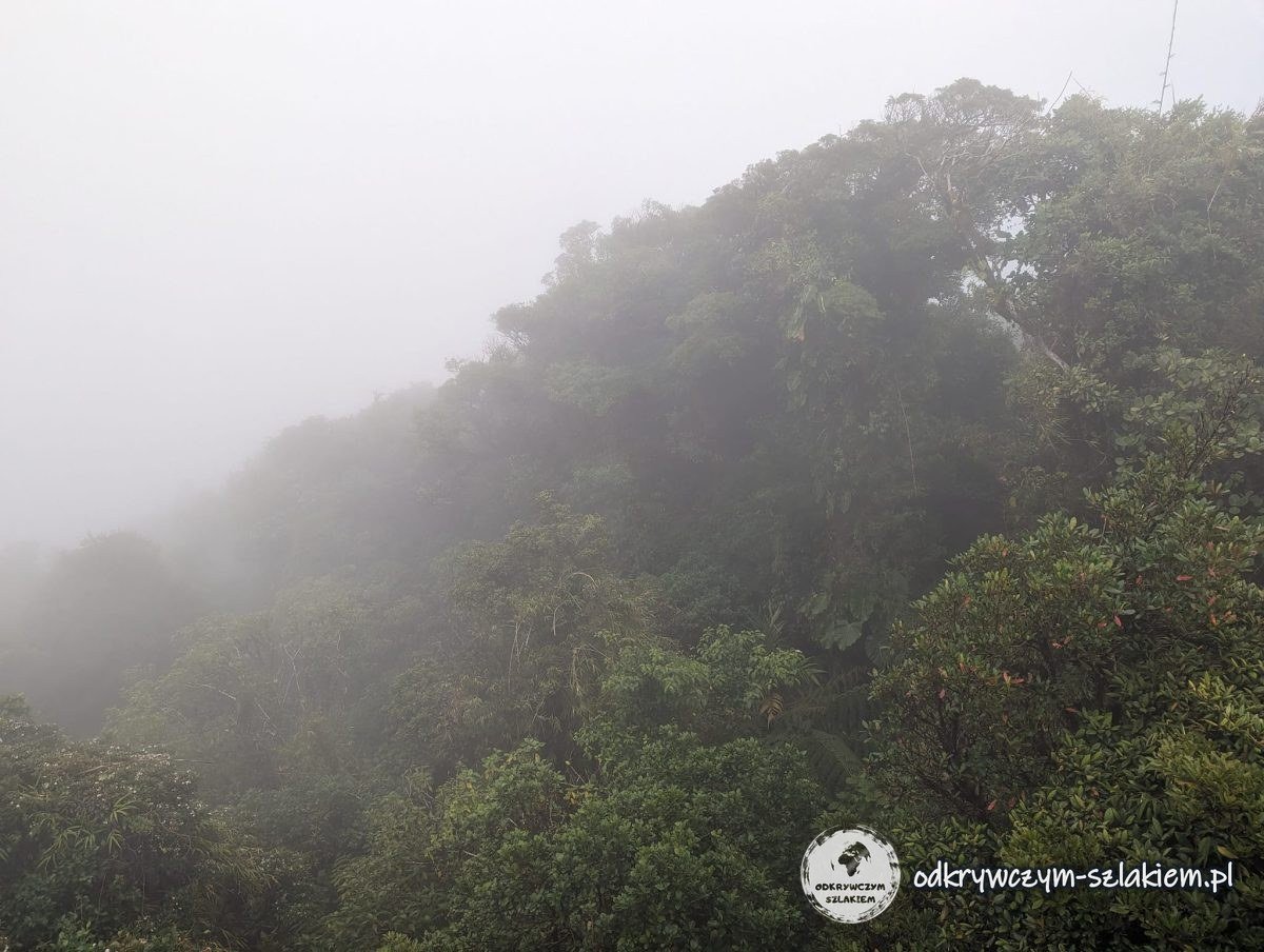 Korony drzew w gęstej mgle w rezerwacie Santa Elena koło Monteverde
