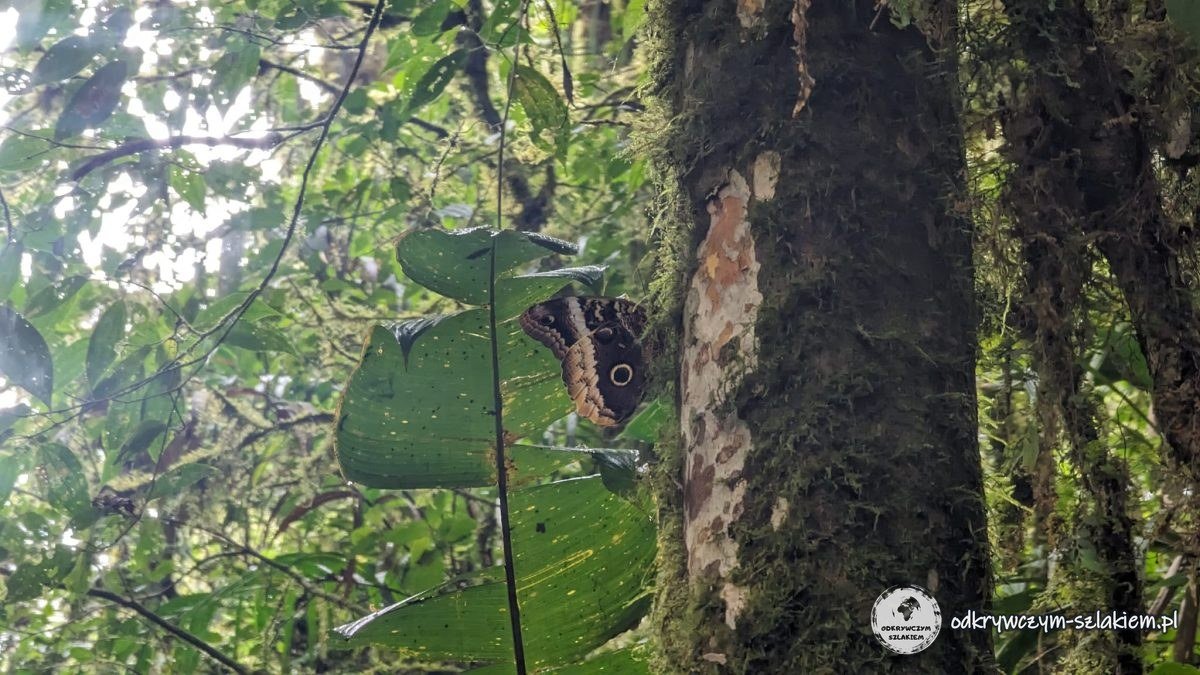 Motyl z plamą przypominającą sowie oko na liściu w lesie mglistym Santa Elena