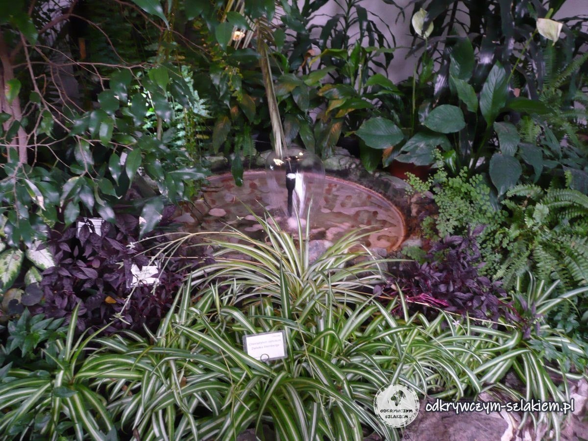 Plantas exóticas y una pequeña fuente en el interior de la Orangerie de Łańcut