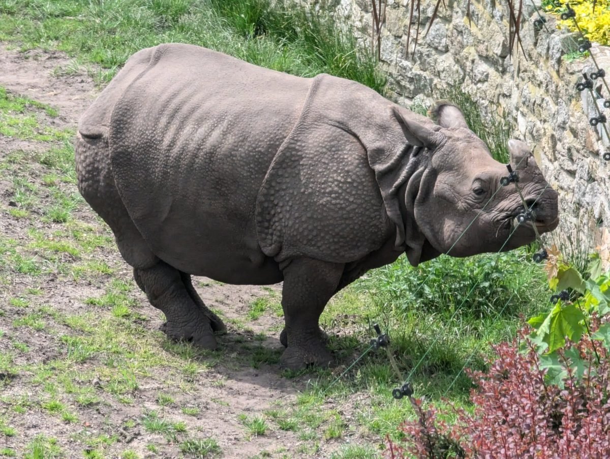 Nosorożec indyjski na wybiegu w ZOO Wrocław