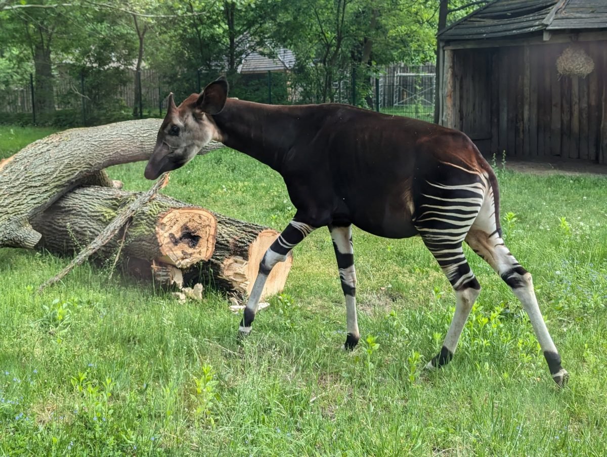 Okapi na trawiastym wybiegu w ZOO Wrocław