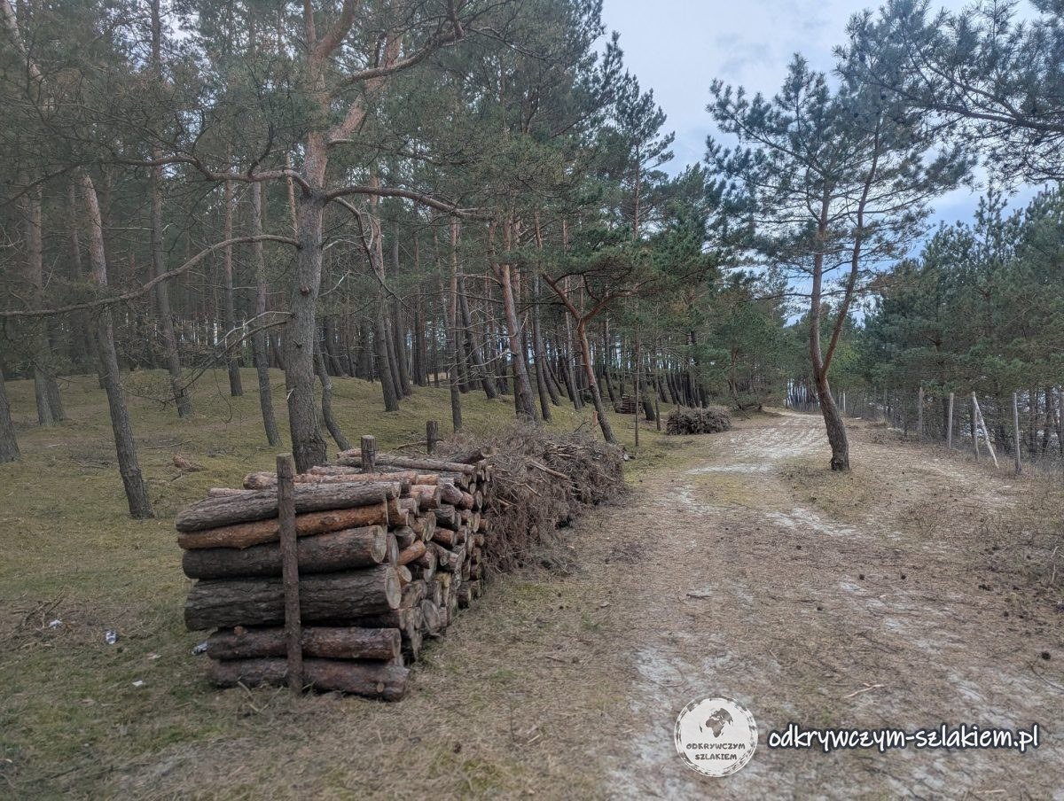 Pilas de troncos de pino talados junto a un sendero del bosque en la Lengua del Vístula