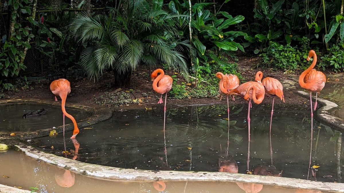 Flamingi w stawie w Aluxes Ecopark