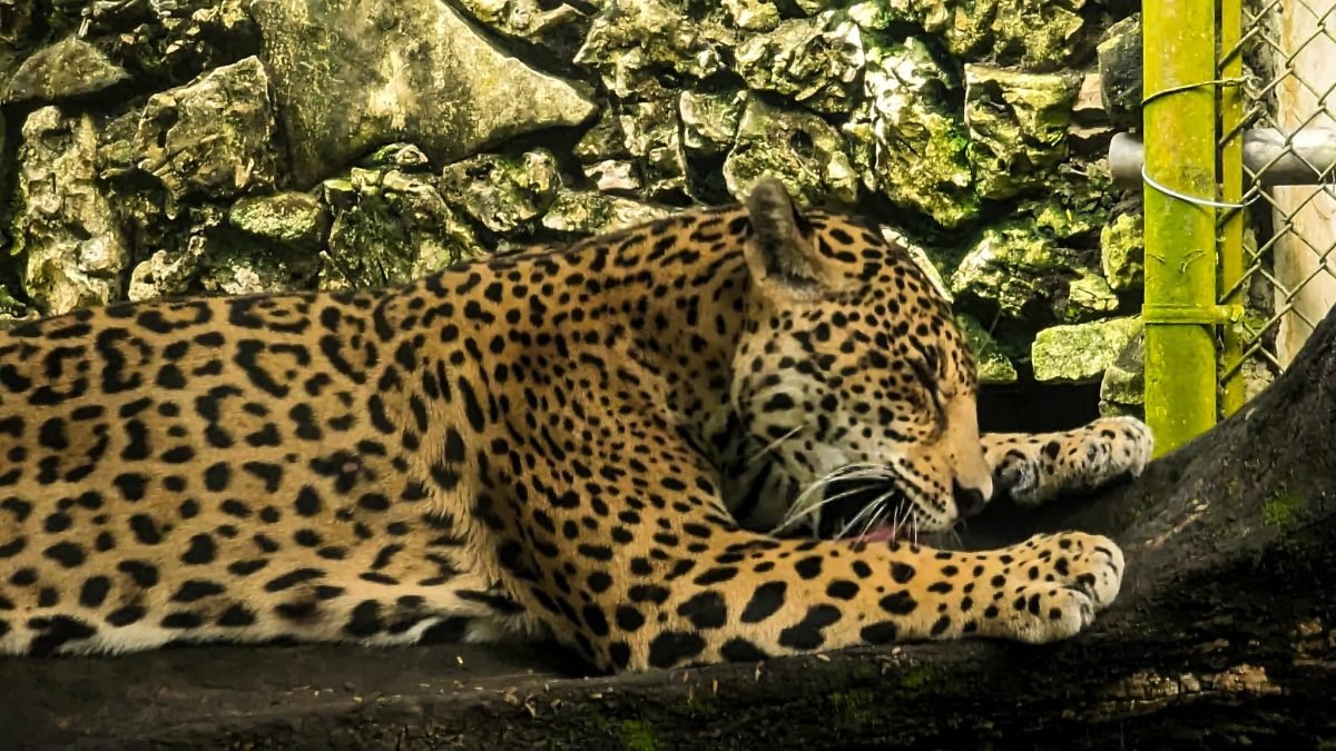 Jaguar odpoczywający na skale w Aluxes Ecopark w Palenque