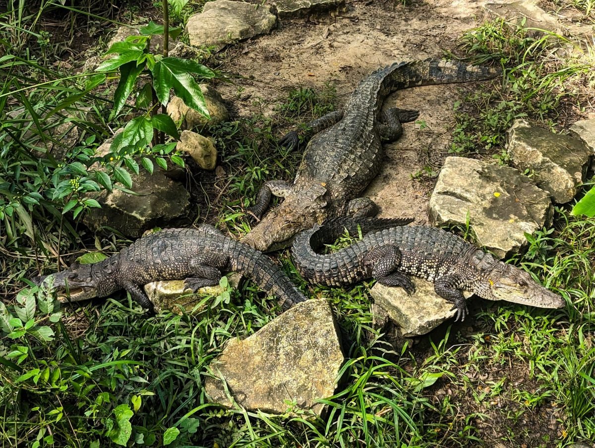 Krokodyle wygrzewające się na kamieniach w Aluxes Ecopark