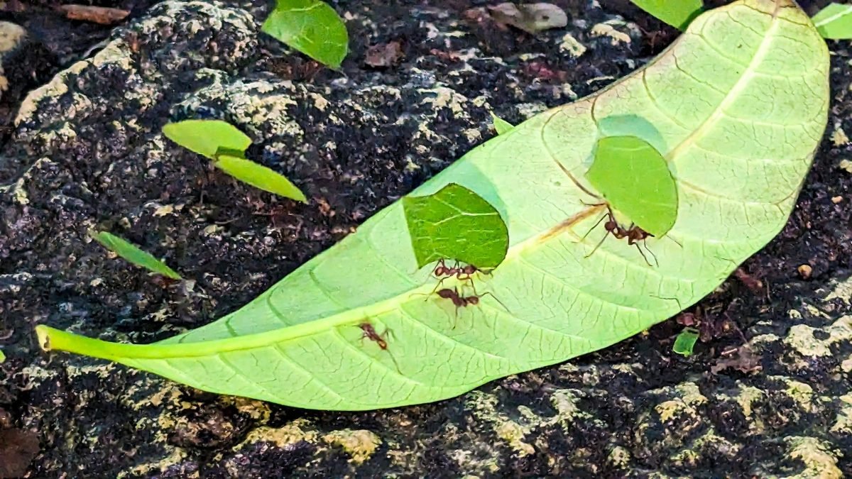 Mrówki grzybiarki niosące kawałki liści w Aluxes Ecopark