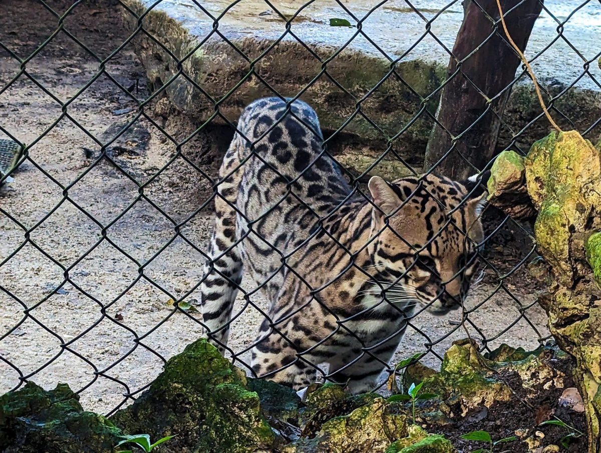 Cętkowany ocelot za siatką wybiegu w Aluxes Ecopark