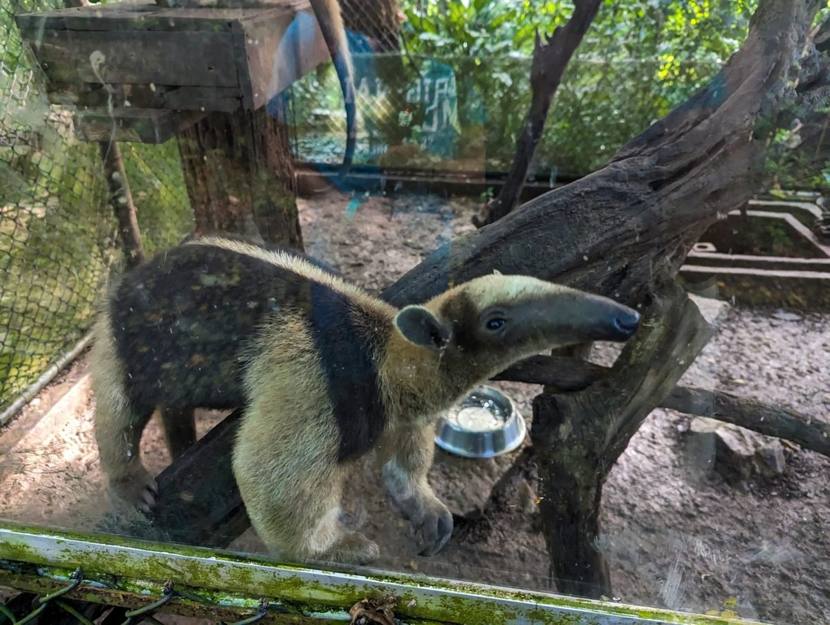 Mrówkojad tamandua na wybiegu w Aluxes Ecopark
