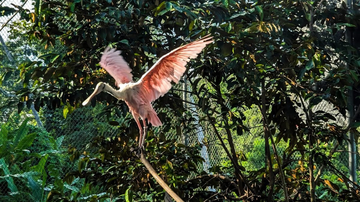 Różowa warzęcha rozpościerająca skrzydła w wolierze Aluxes Ecopark