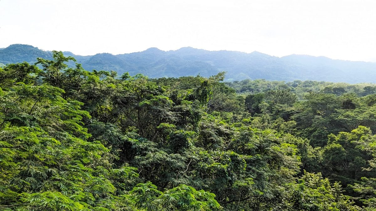 Widok z wieży widokowej Aluxes Ecopark na dżunglę i góry wokół Palenque