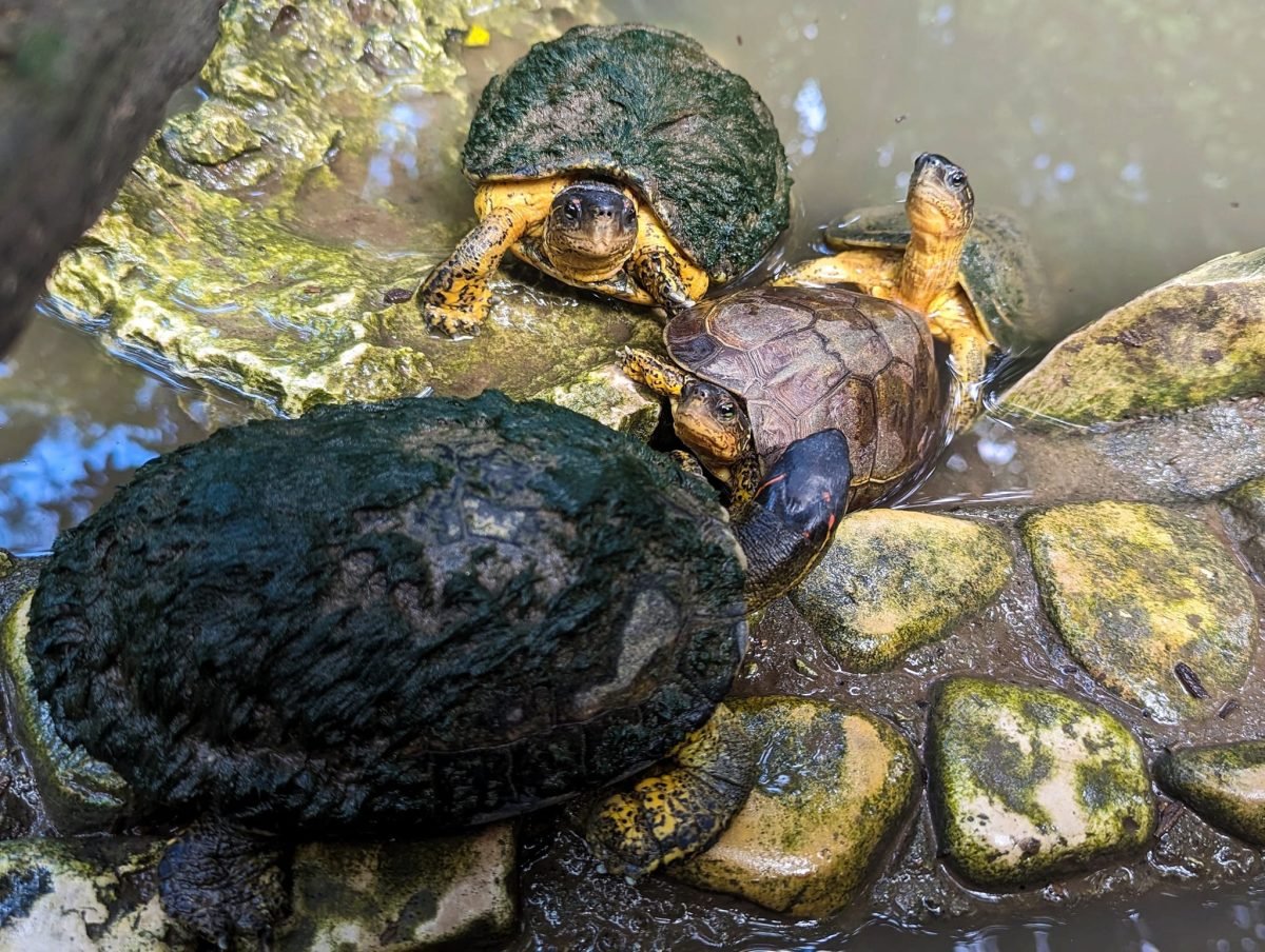 Żółwie wodne na kamieniach przy sadzawce w Aluxes Ecopark