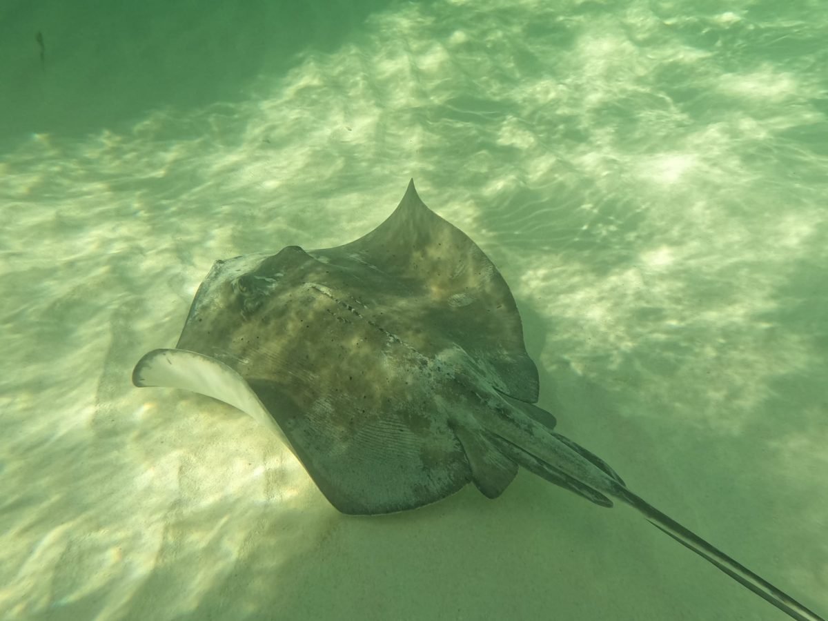 Płaszczka nad piaszczystym dnem podczas snorkelingu przy Cozumel