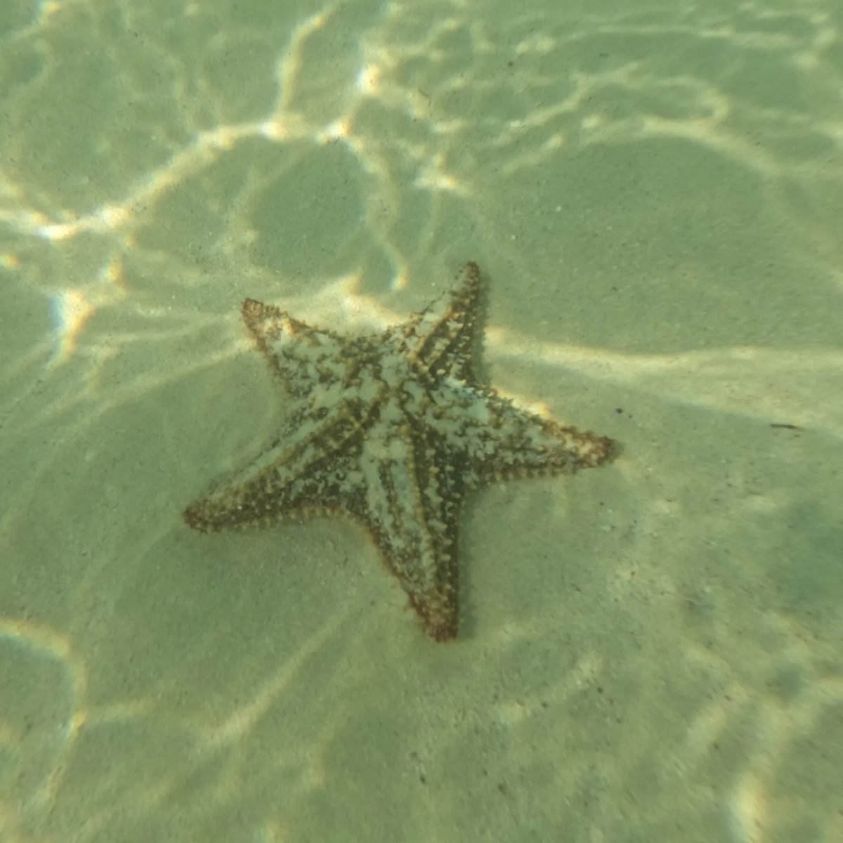 Rozgwiazda na piaszczystym dnie w płytkiej wodzie przy Isla Mujeres