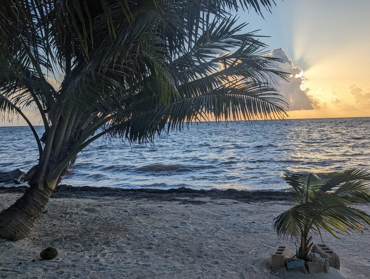 Palma na plaży w Mahahual o wschodzie słońca