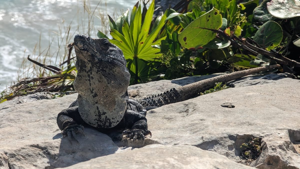 Legwan na skale w ruinach Tulum