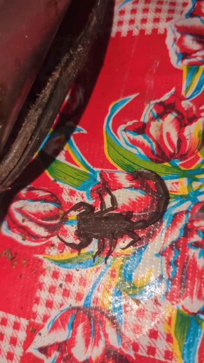 Martwy skorpion na ceracie stołu na campingu w San Crisanto