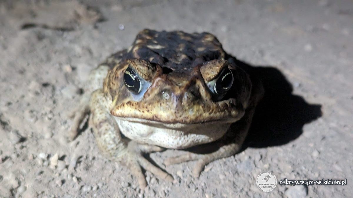 Duża ropucha nocą na drodze na wyspie Ometepe