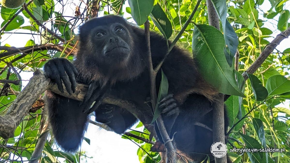 Małpa wyjec z bliska na drzewie w rezerwacie Charco Verde na Ometepe