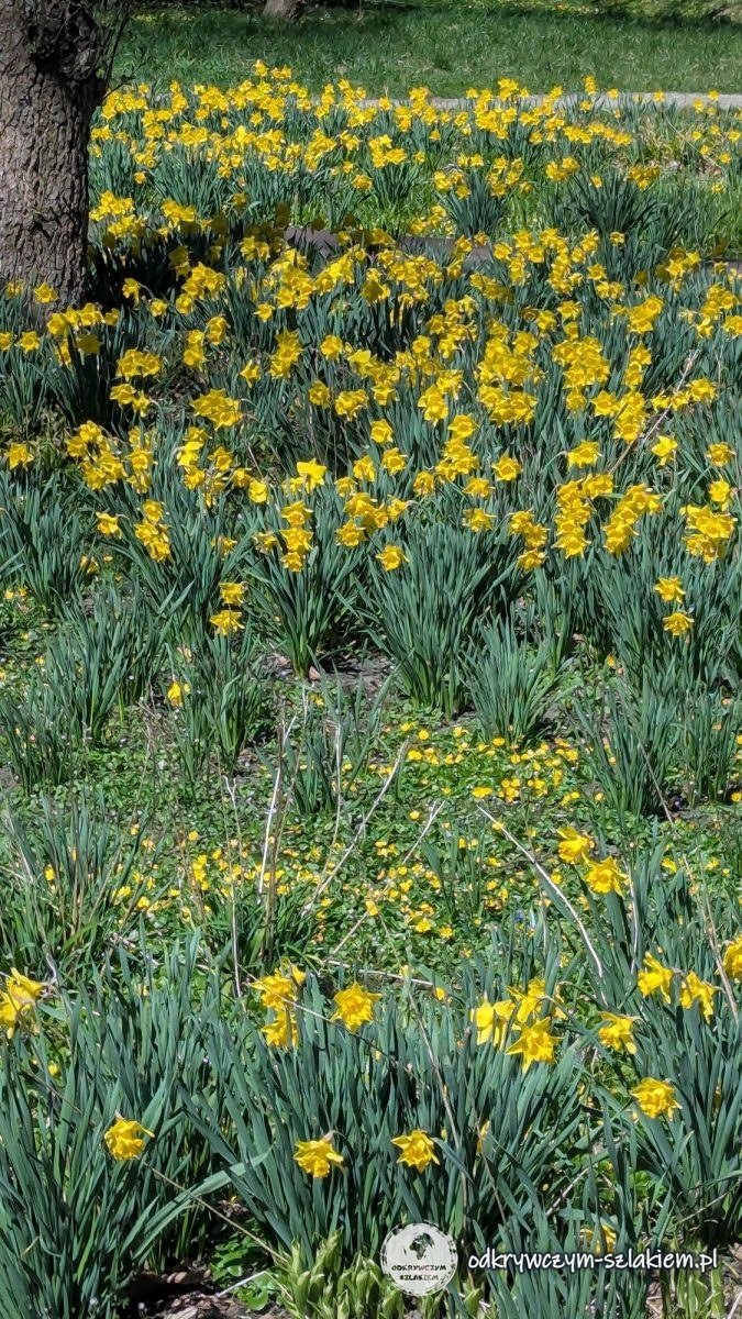 Daffodils in bloom in Olsztyn's Central Park in April