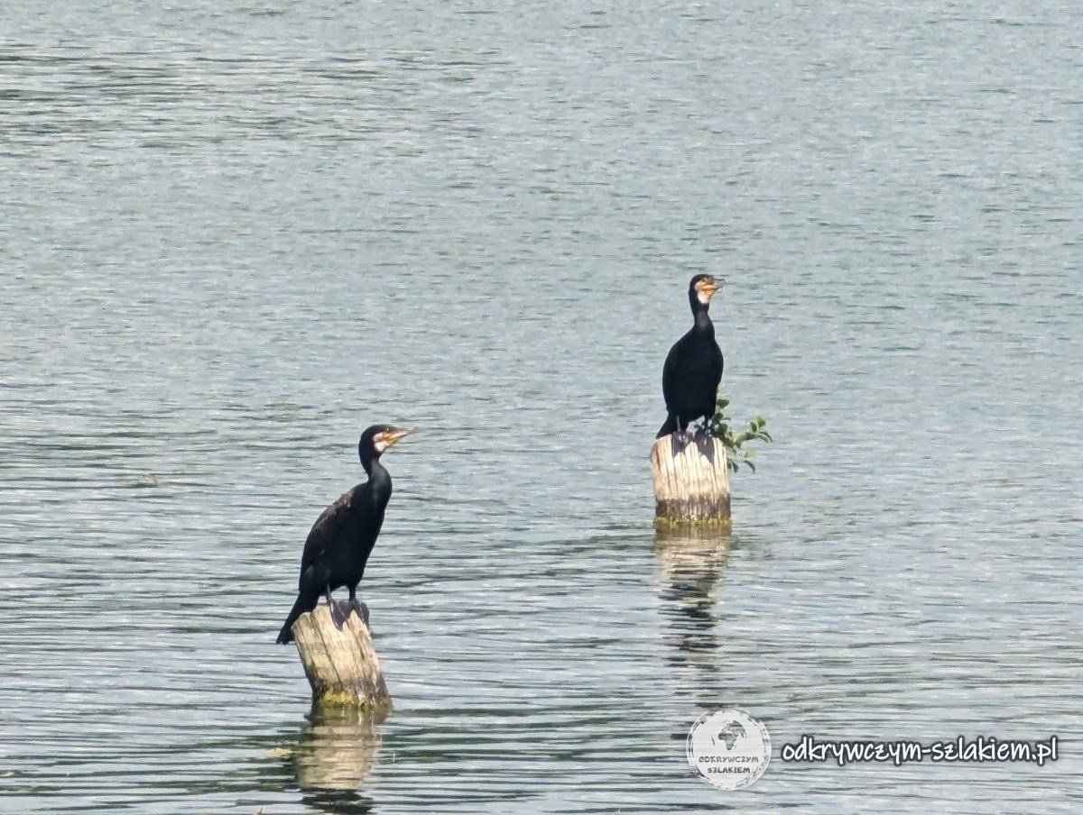 Two cormorants on posts in Lake Ukiel