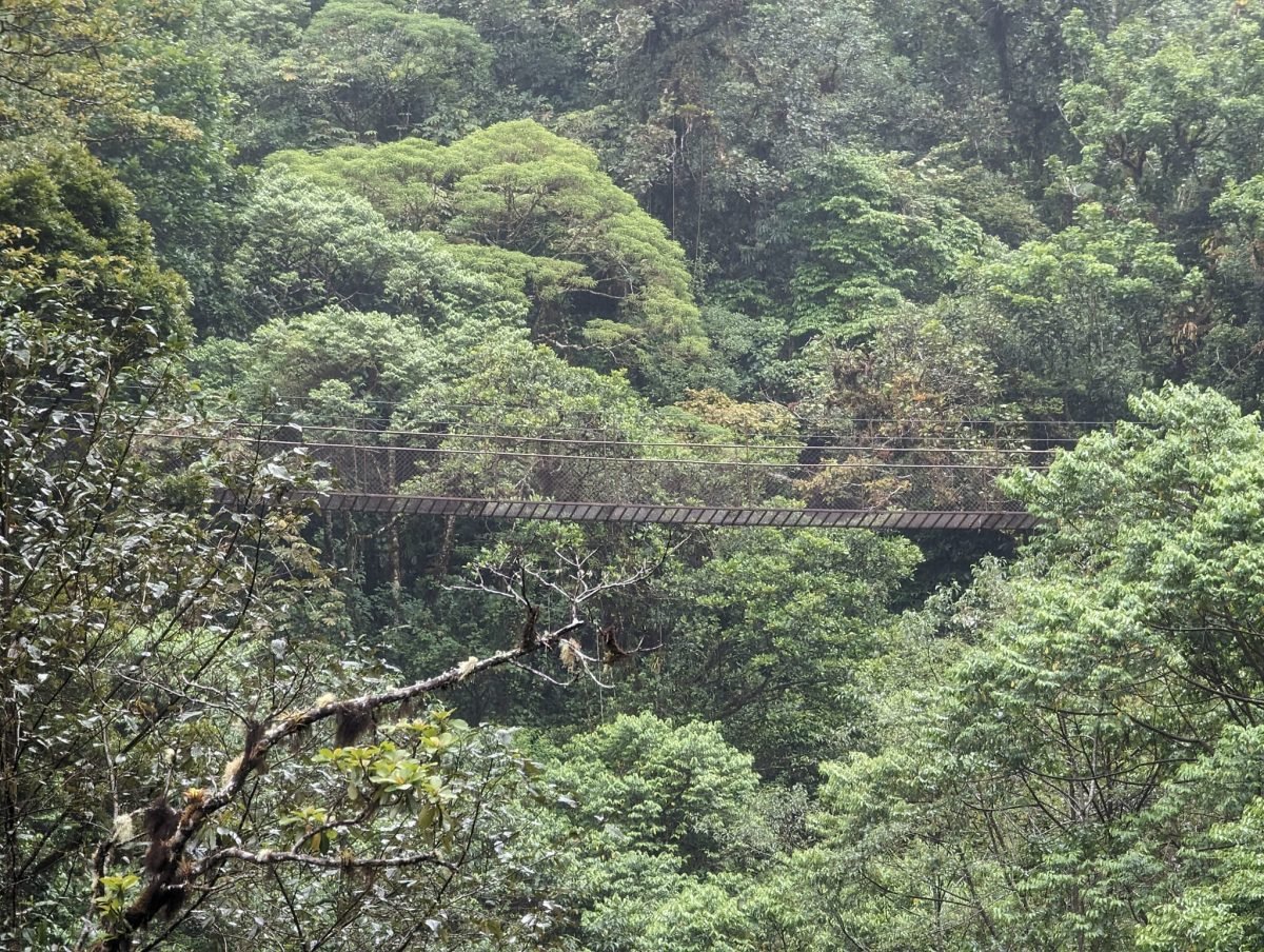 Wiszący most przerzucony nad koronami drzew w Boquete Tree Trek widziany z daleka